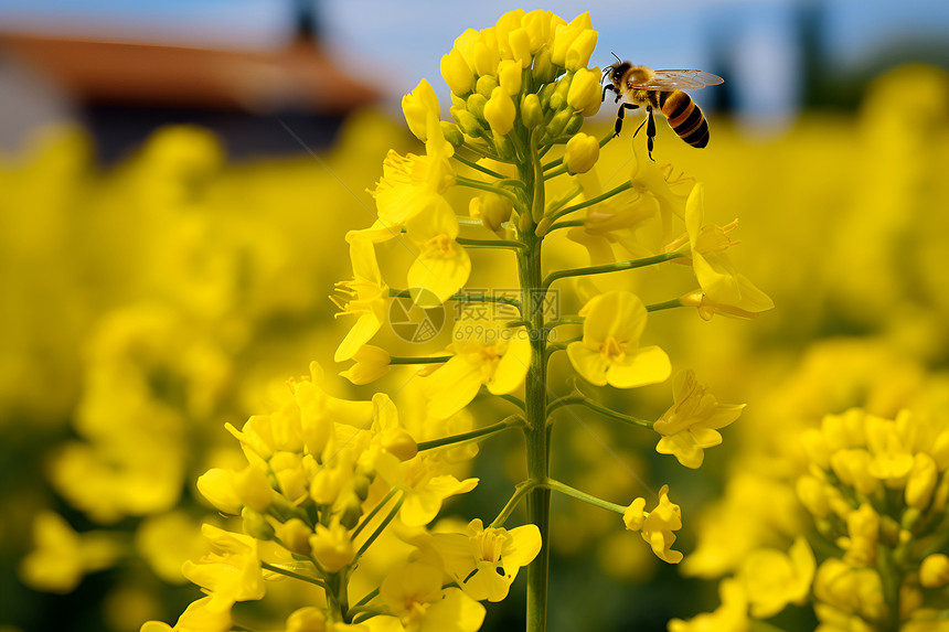 夏季花田中的蜜蜂图片