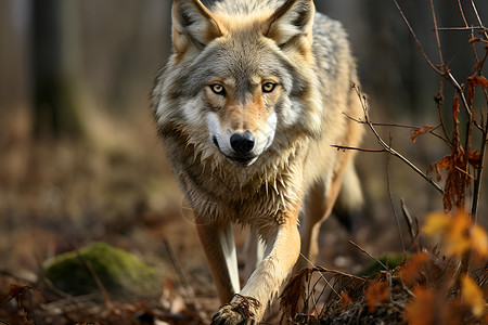 森林的野狼背景图片