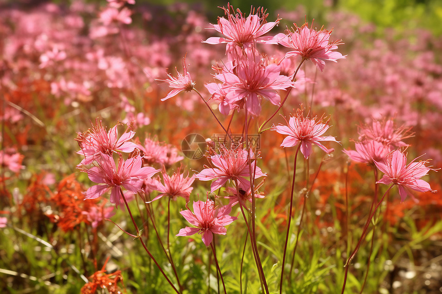 春季花园中绽放的美丽花朵图片