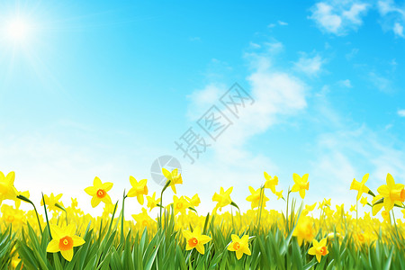 黄色田园花朵背景图片