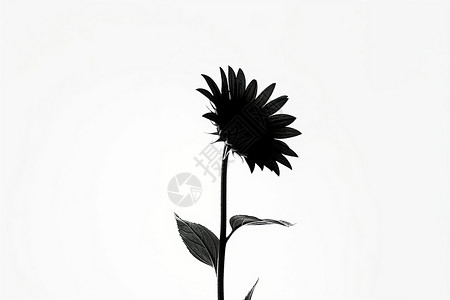 单朵向日葵的艺术插图高清图片