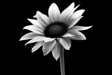 黑白色鸟巢单色的向日葵花朵插画