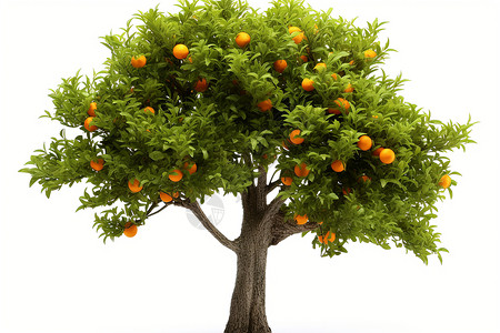 硕果累累的柑橘果树背景图片
