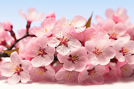 清新绽放的樱花花朵背景图片