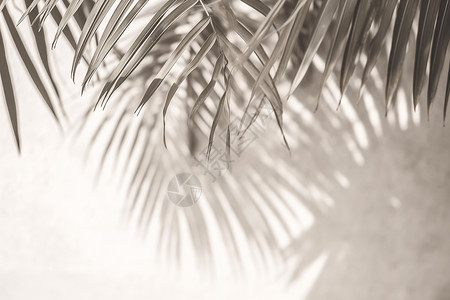 夏日棕榈树背景图片