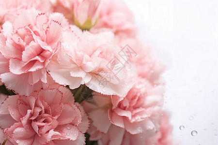 粉色花束上有水滴背景图片