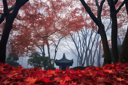 秋天的红枫叶背景图片