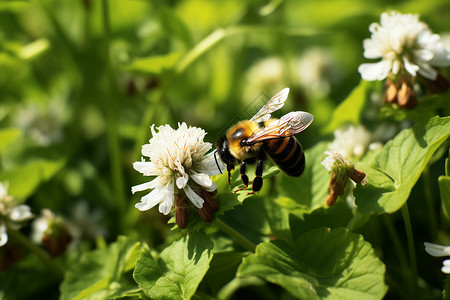 蜜蜂生态艺术背景图片