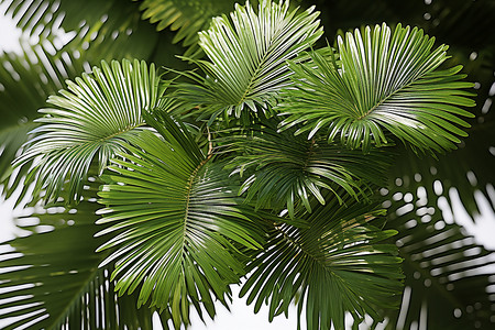 热带植物的枝叶背景图片