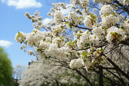 白花树下的公园背景图片