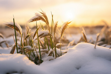 白雪覆盖的农田背景图片