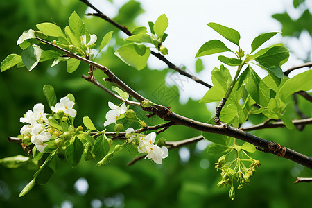 绿叶与白花背景图片