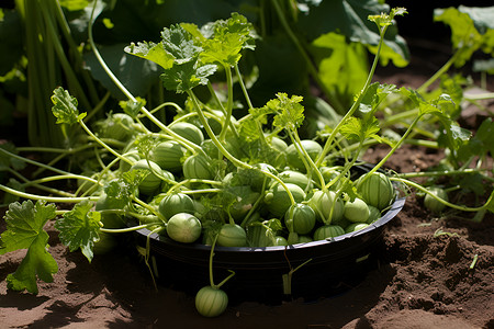 健康绿色的菜苗高清图片