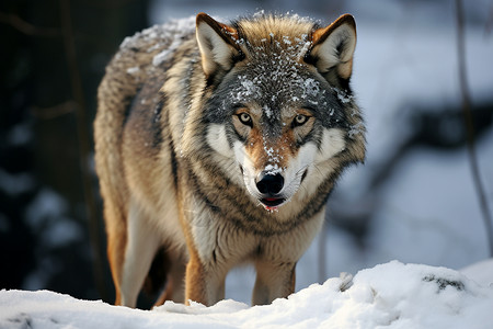 冬天雪中漫步雪地中漫步的狼背景