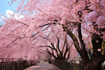 树木街道街道中绽放的樱花背景