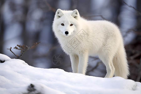 可爱的北极狐雪地的狐狸背景