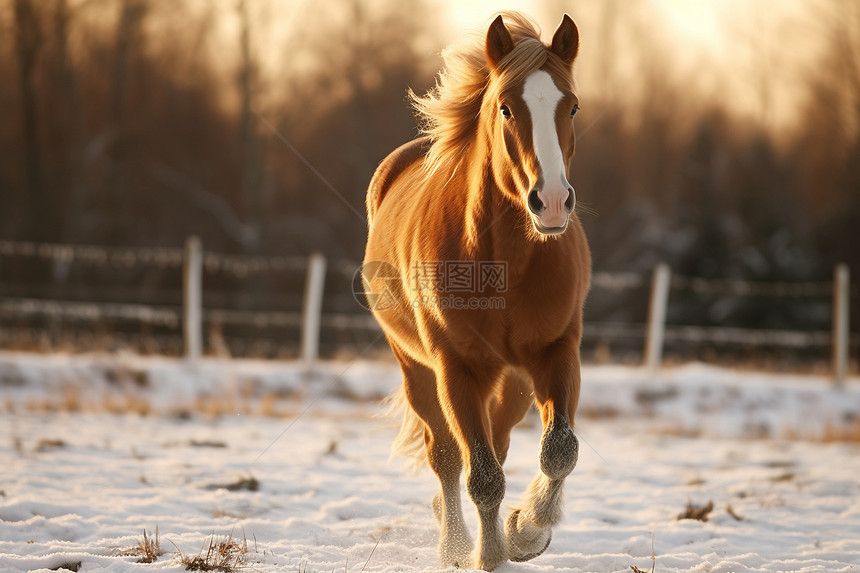 冬日农村驰骋的马匹图片
