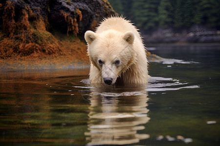 白熊在河中背景图片