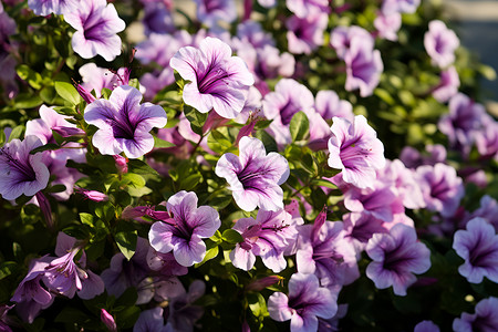 紫色花丛中的美景背景图片