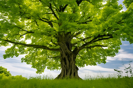 粗壮户外青绿的大树插画