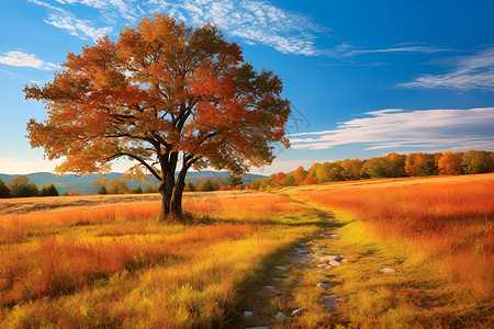 秋季户外金黄的树木背景图片