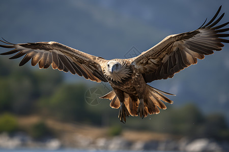 展翅飞翔的秃鹫背景图片