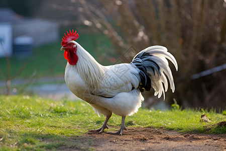 红冠公鸡背景图片