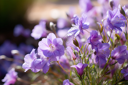 盛开的紫色花束背景图片