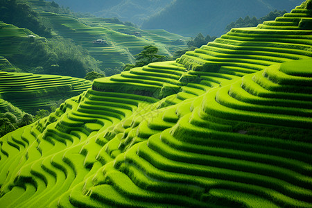 桂林的美丽梯田背景图片