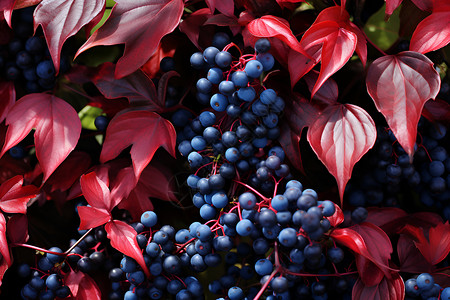 红叶和浆果背景图片