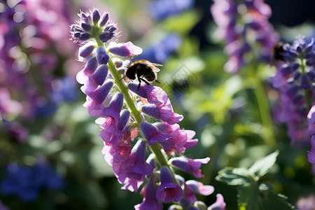 紫色花朵与蜜蜂背景图片