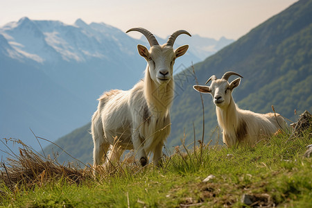 草地上的山羊高清图片