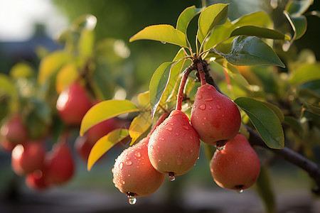 果园中的多汁梨树背景图片