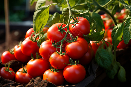 新鲜丰收的番茄高清图片