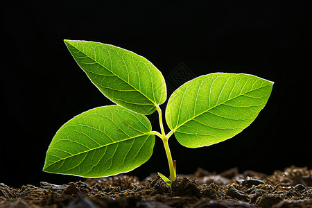 土壤中的幼苗植物背景图片