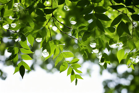 户外树木的绿色叶子背景图片