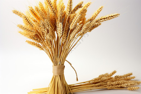 秋季丰收的小麦背景图片