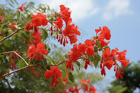 红花绿叶植物红花绿叶的自然美景背景