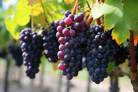 葡萄成熟丰收丰收时节紫色葡萄背景
