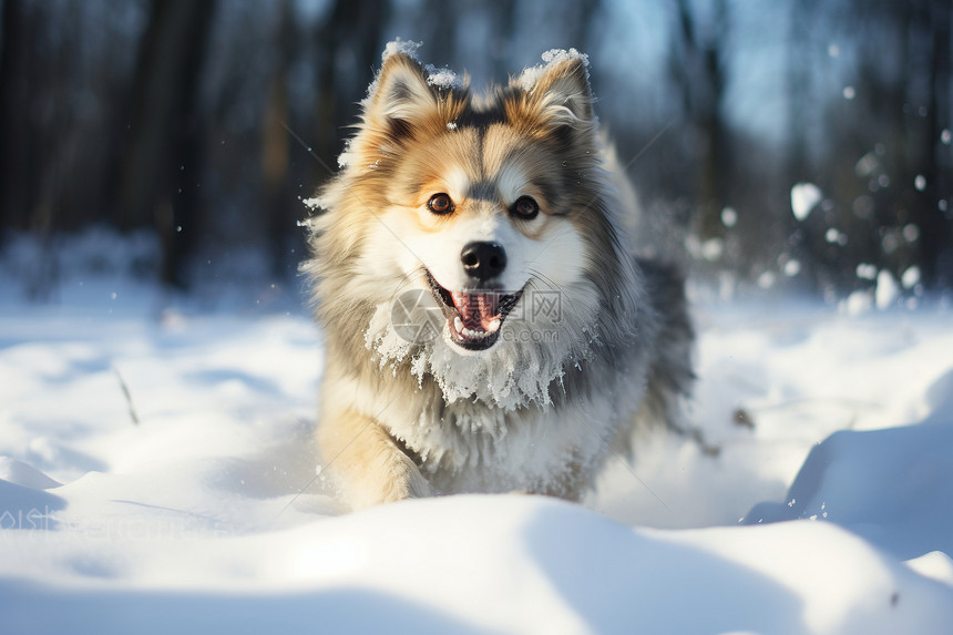 雪地上欢乐的小狗图片