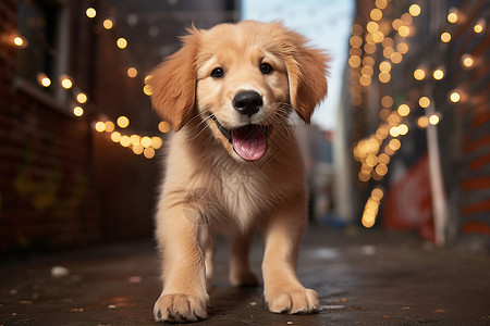 幼崽金毛犬背景图片