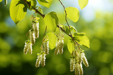 绿叶白花白花绿叶森林微光背景