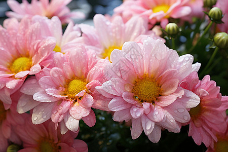 清新的春天花朵背景图片