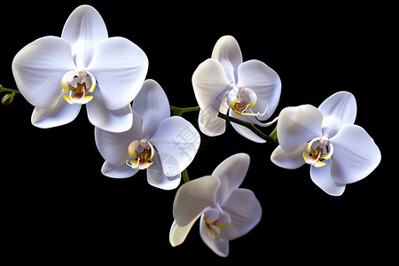 白色的兰花背景图片