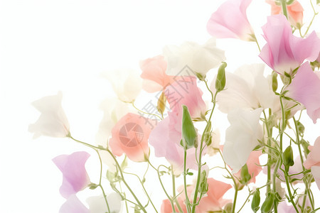 粉色与白色花朵背景图片