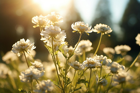 美丽花园的小雏菊花朵背景图片