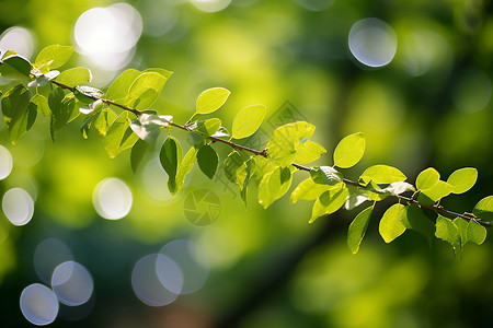 绿意盎然的花园绿植背景图片