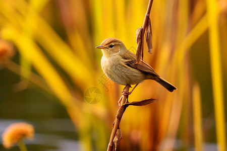 羽毛与小鸟边框芦苇池塘中的小鸟背景