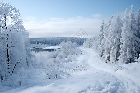 冷冻雪地冬日森林雪景背景