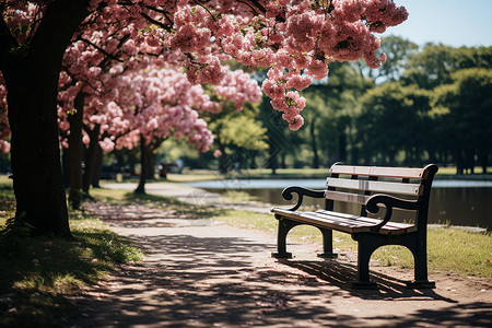 樱花树下的公园长椅背景图片